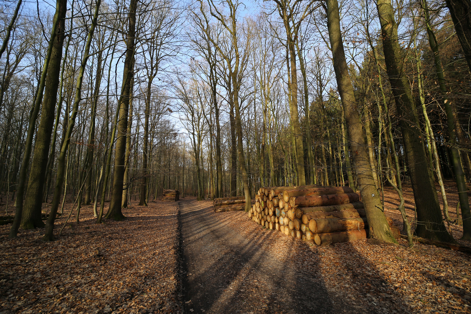 Gestern im Wald bei Echtrop (Nähe Möhnsee)