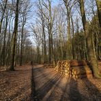 Gestern im Wald bei Echtrop (Nähe Möhnsee)