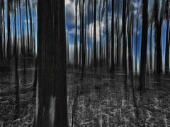 ... gestern im wald                    