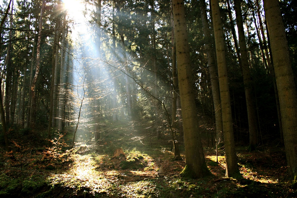 Gestern im Wald...