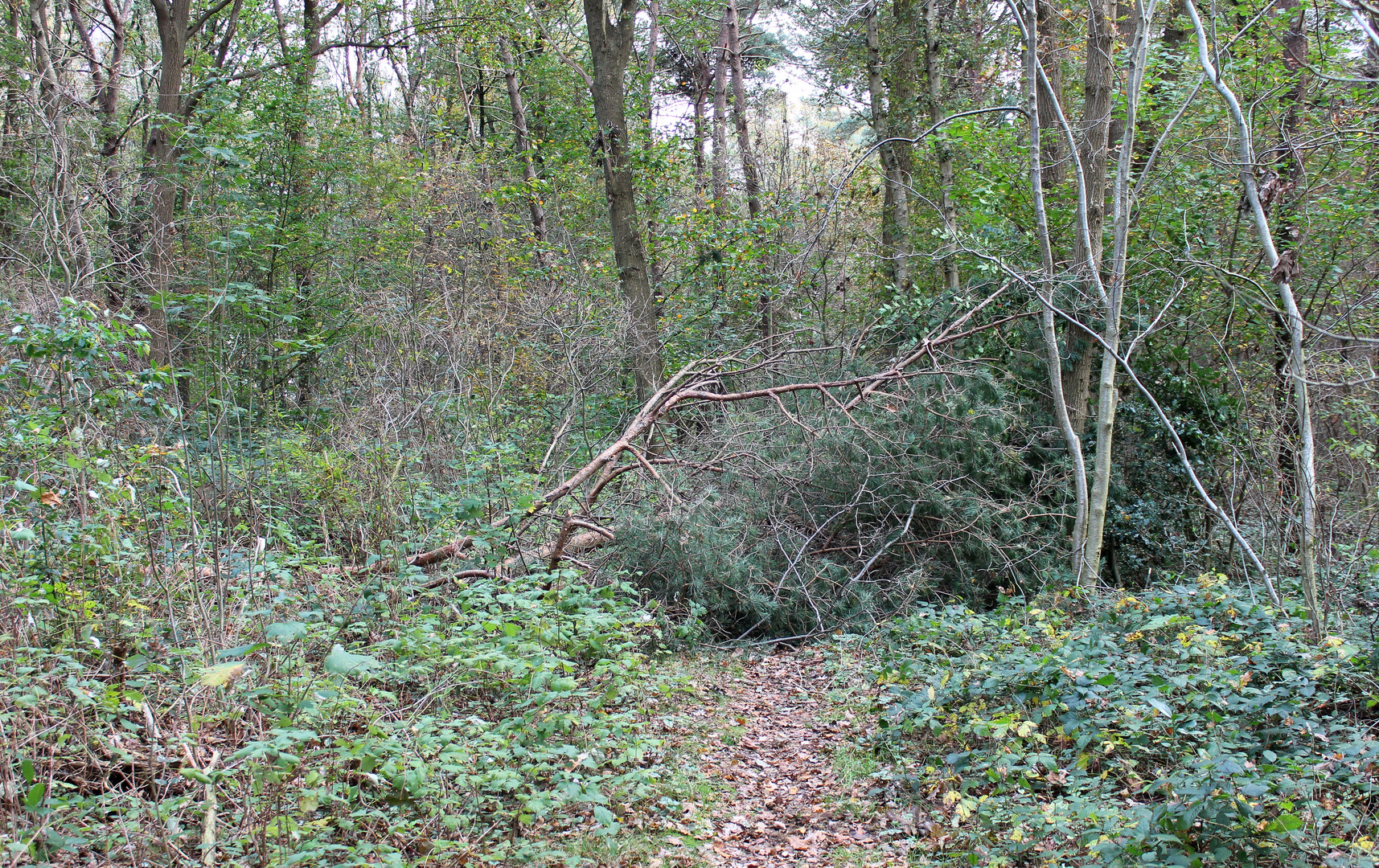 gestern im Wald in Hechthausen ...