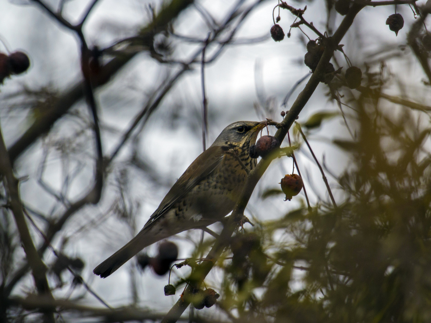 Gestern im Wald, Wacholderdrossel 1