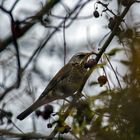 Gestern im Wald, Wacholderdrossel 1