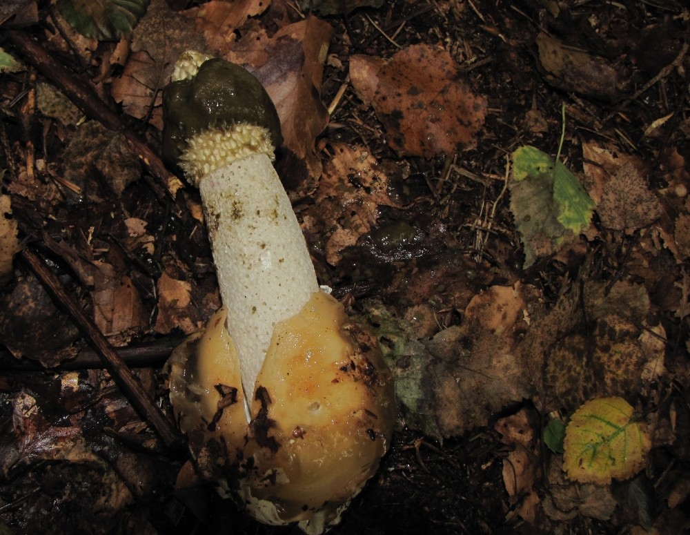 gestern im wald.......Phallus impudicus