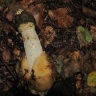 gestern im wald.......Phallus impudicus