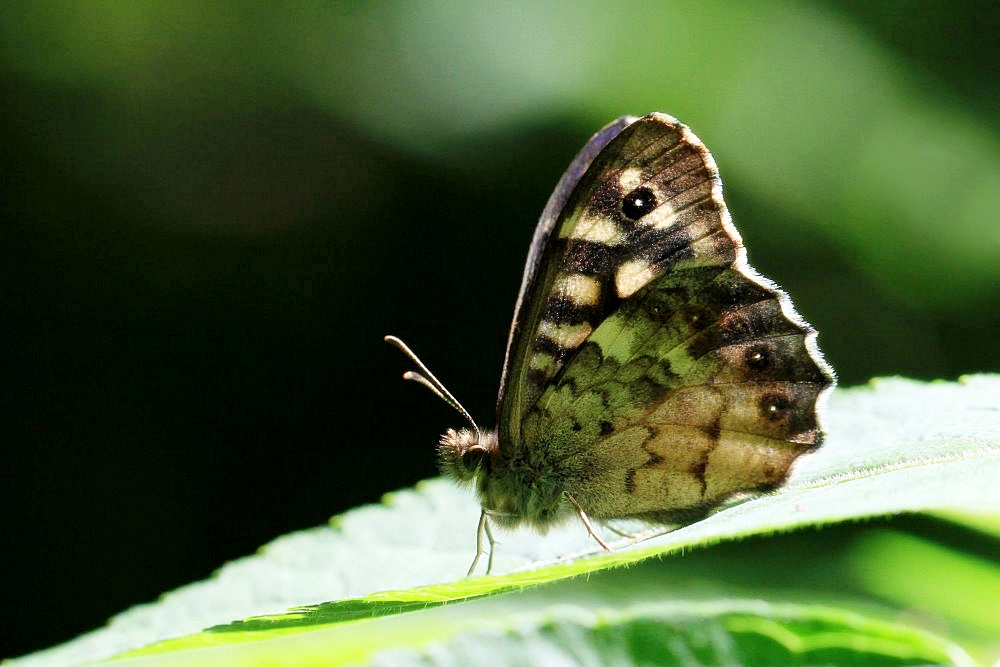 gestern im Wald>>>Waldbrettspiel (Pararge aegeria tircis)