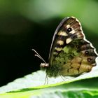 gestern im Wald>>>Waldbrettspiel (Pararge aegeria tircis)