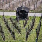 gestern im Weinberg in Weinsberg unterwegs gewesen