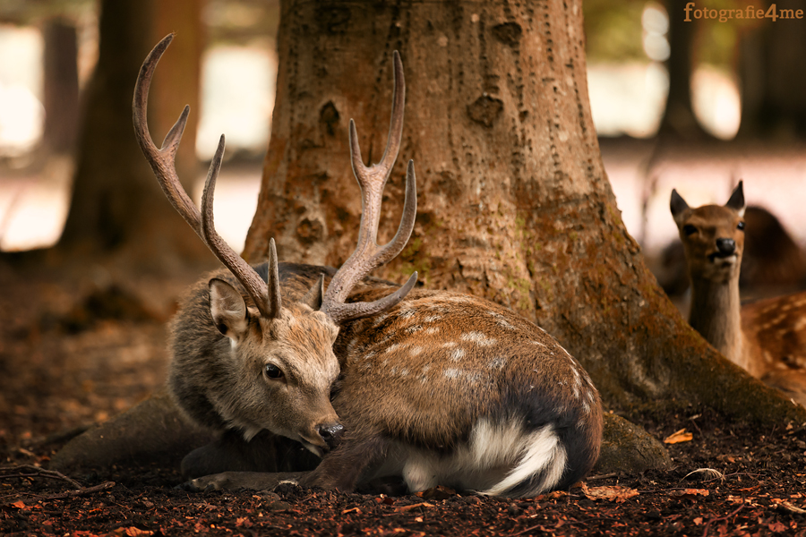 Gestern im Wildpark