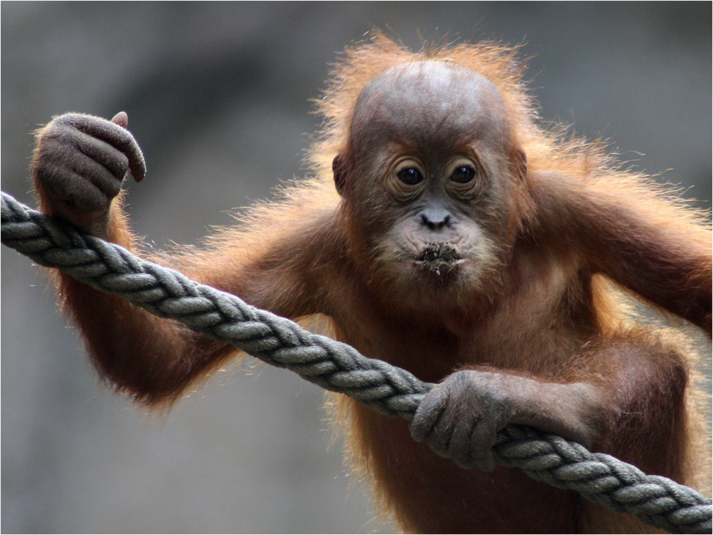 gestern im Zoo ...