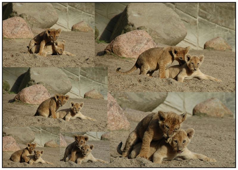 Gestern im Zoo