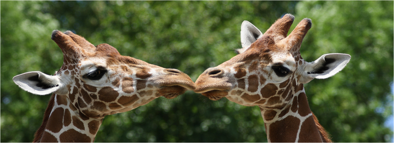 gestern im Zoo ..