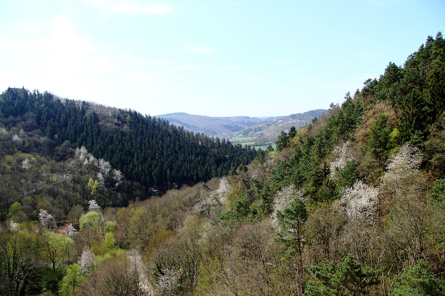 Gestern in der Eifel 1 .....