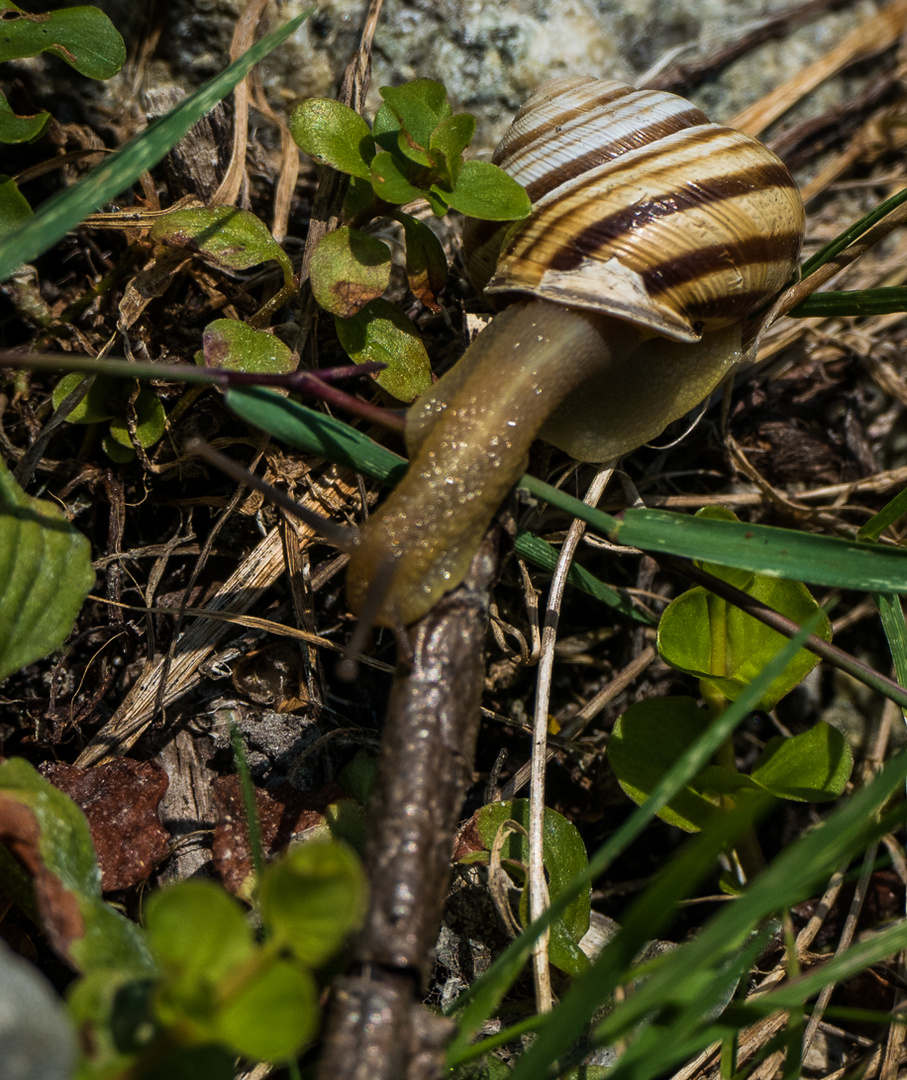 Gestern in der Lobau im Verborgenen: Schnecke