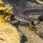 Gestern in der Lobau: Ringelnatter