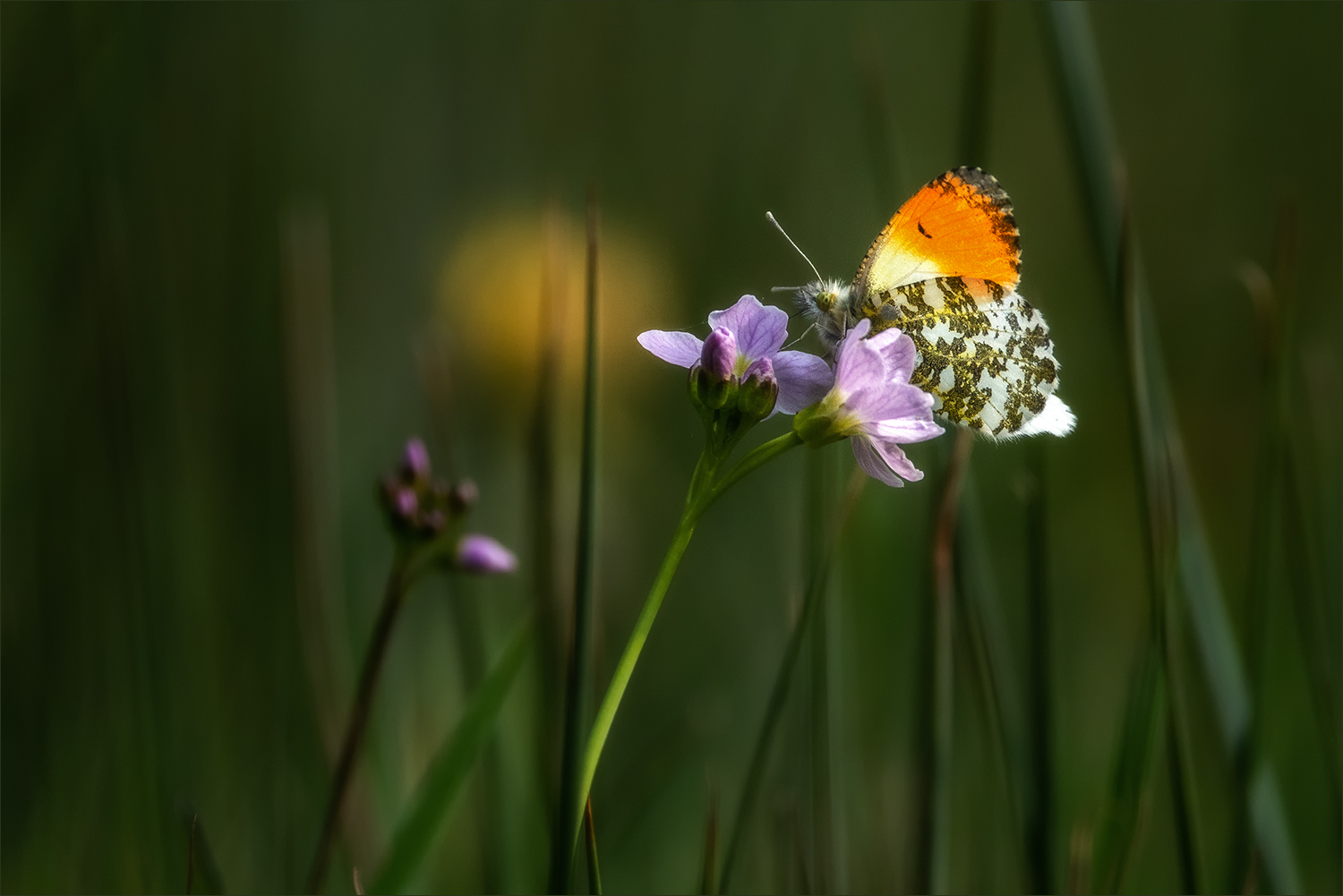 Gestern in der Wiese ...