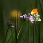 Gestern in der Wiese ...