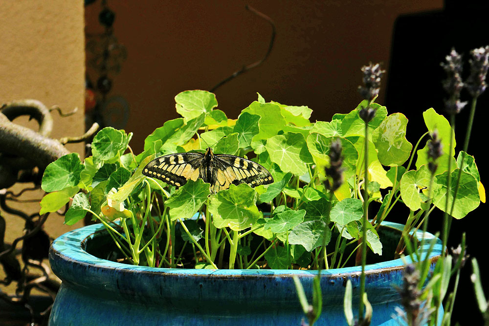 gestern in meinem Garten