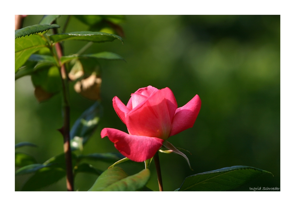 Gestern in meinem Garten