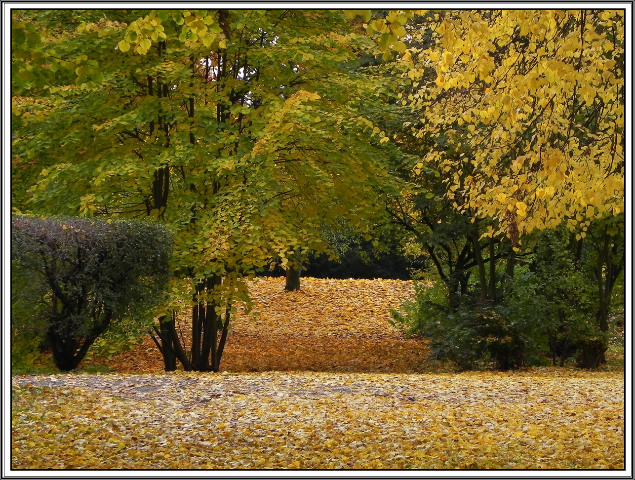 Gestern in unserem Park