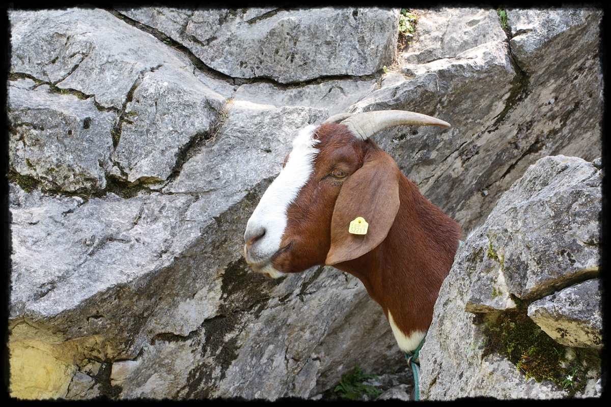 Gestern ist er aus der Wand gekommen