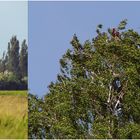 Gestern. Kaiseradler. Ein seltener Besuch.