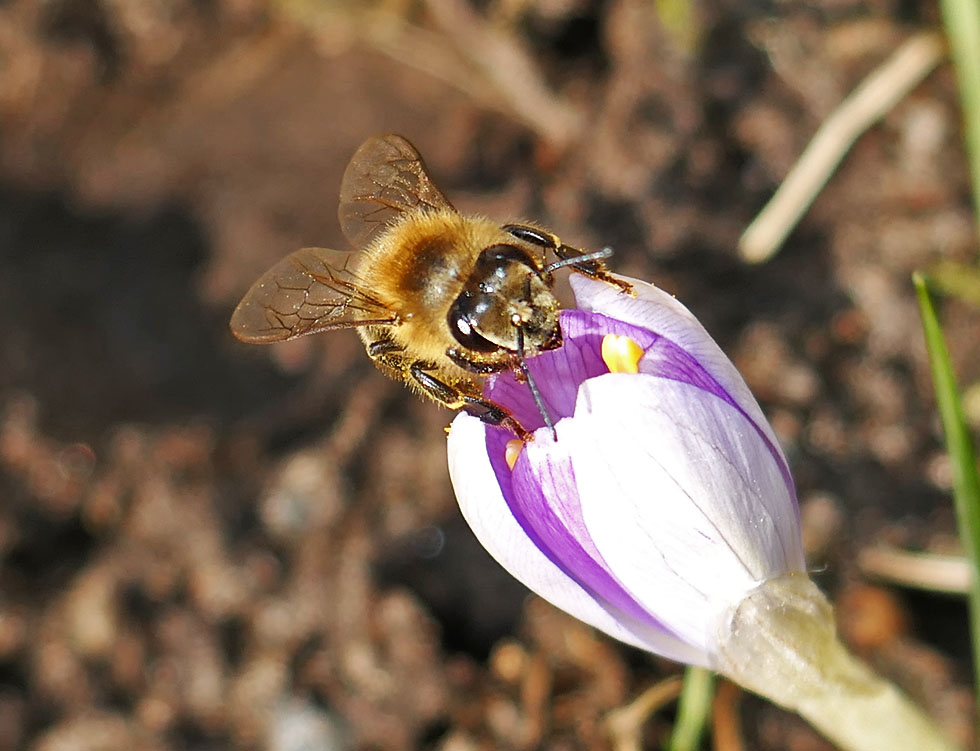 Gestern kamen die ersten Bienen noch dazu