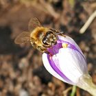 Gestern kamen die ersten Bienen noch dazu