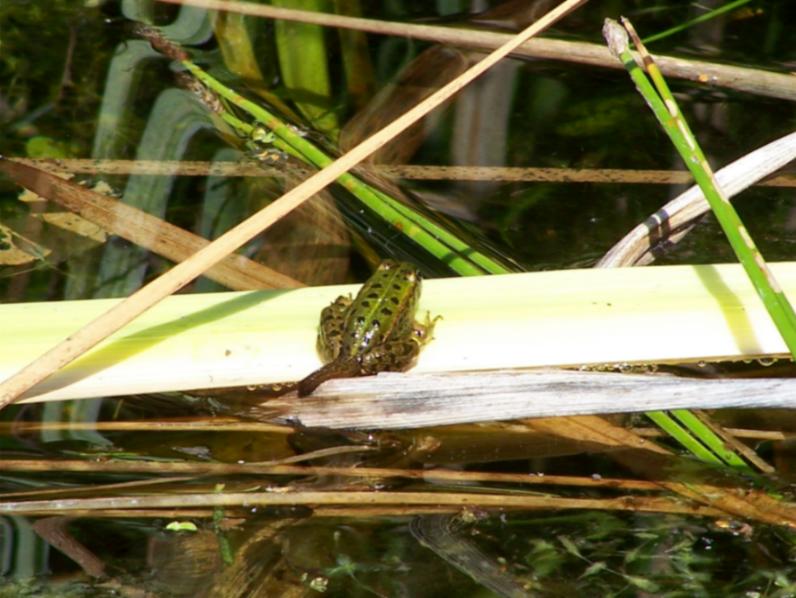 Gestern Kaulquappe__Morgen Frosch