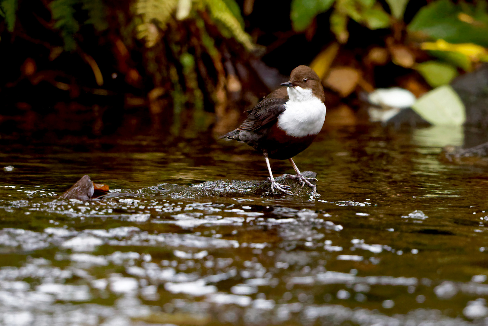 Gestern konnte ich die Wasseramsel 7595