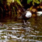 Gestern konnte ich die Wasseramsel 7595