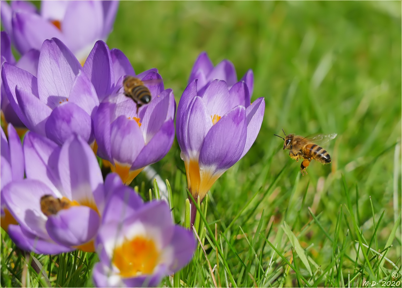 Gestern konnte man den Frühling erahnen ...