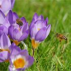 Gestern konnte man den Frühling erahnen ...