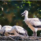 gestern ließ sich ein 4 Junger Storch blicken