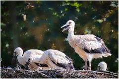 gestern ließ sich ein 4 Junger Storch blicken