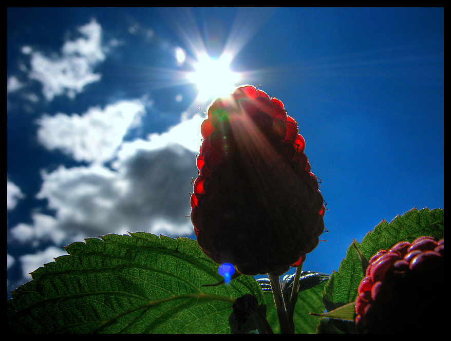 Gestern Mittag im Garten...