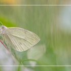 Gestern - mitten in der Weide