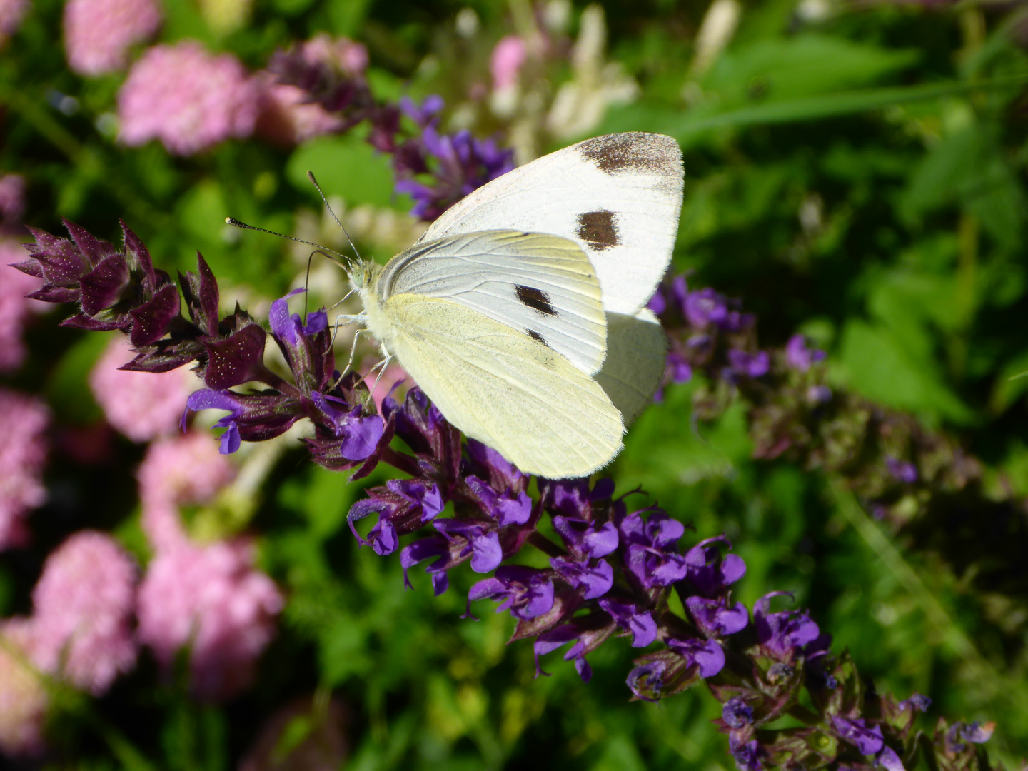 Gestern morgen im Garten