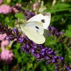 Gestern morgen im Garten