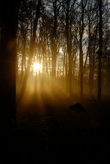 Gestern Morgen im Köllnischen Wald ! (Warum Köllnischer ? )