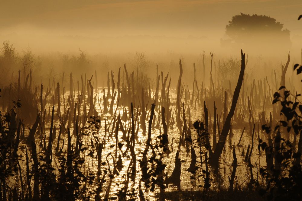 Gestern Morgen im Moor