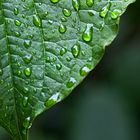 gestern nach dem Regenschauer