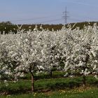 Gestern Nachmittag hatten die Blüten viele Besucher...