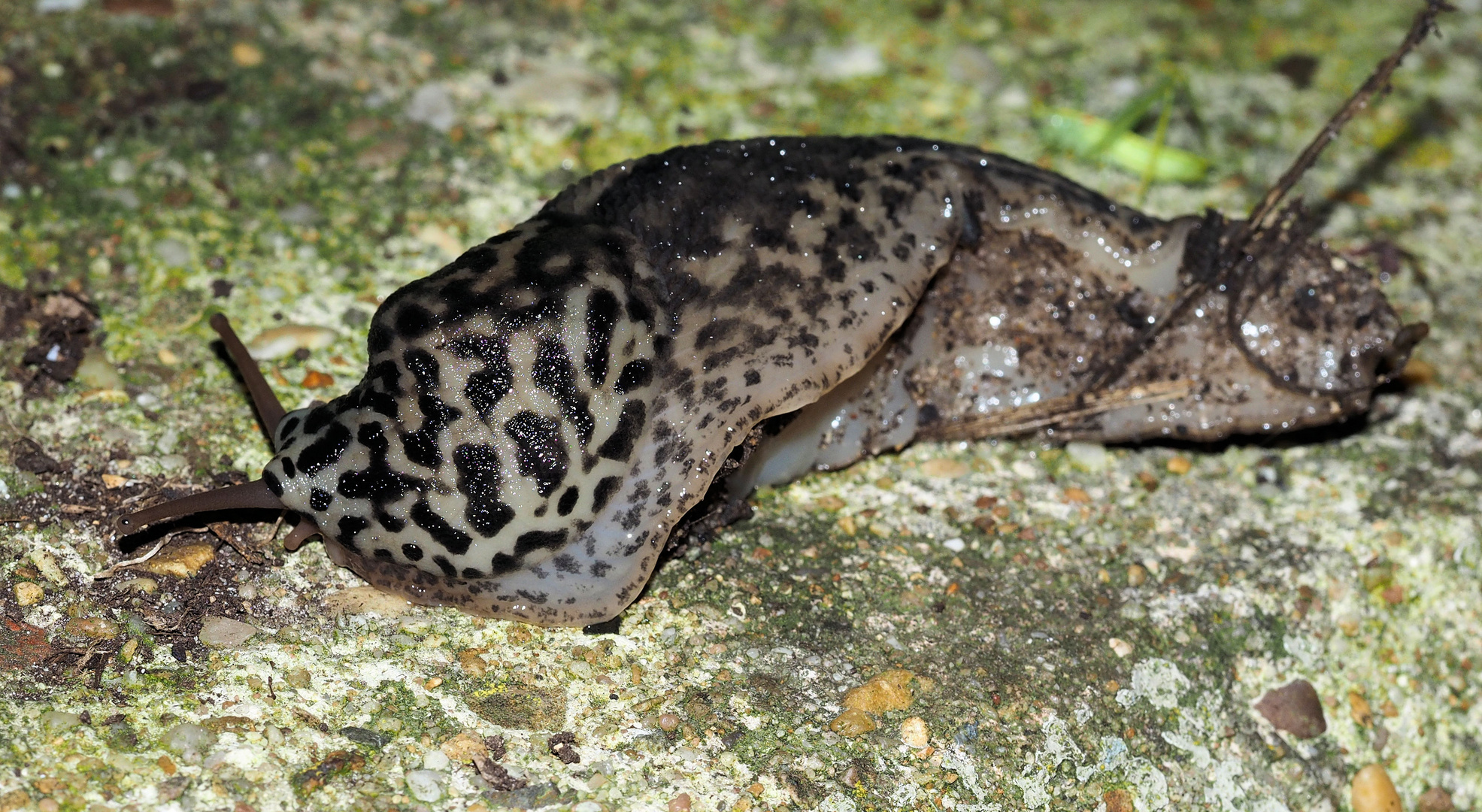 Gestern Nacht fand ich mal wieder einen Tigerschnegel....