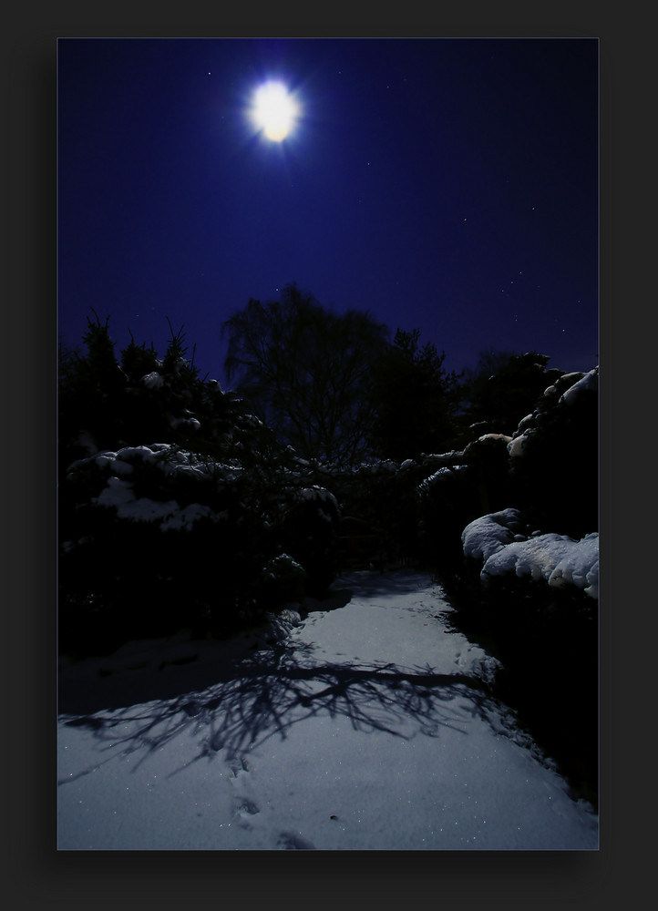 gestern nacht in meinem garten.....