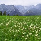 gestern noch gelb, heute weiß !