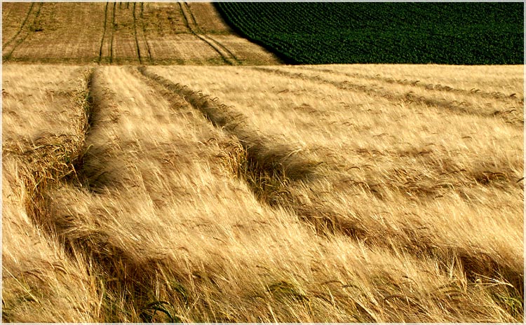 Gestern noch GRÜN, heute schon GOLDEN.