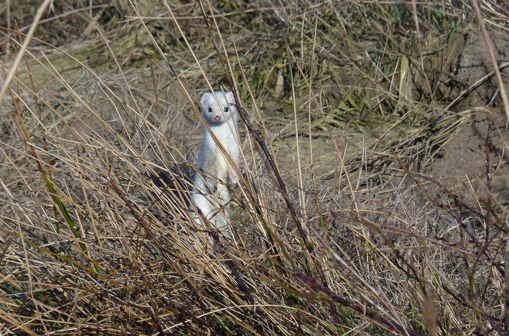 Gestern noch im Wintermantel