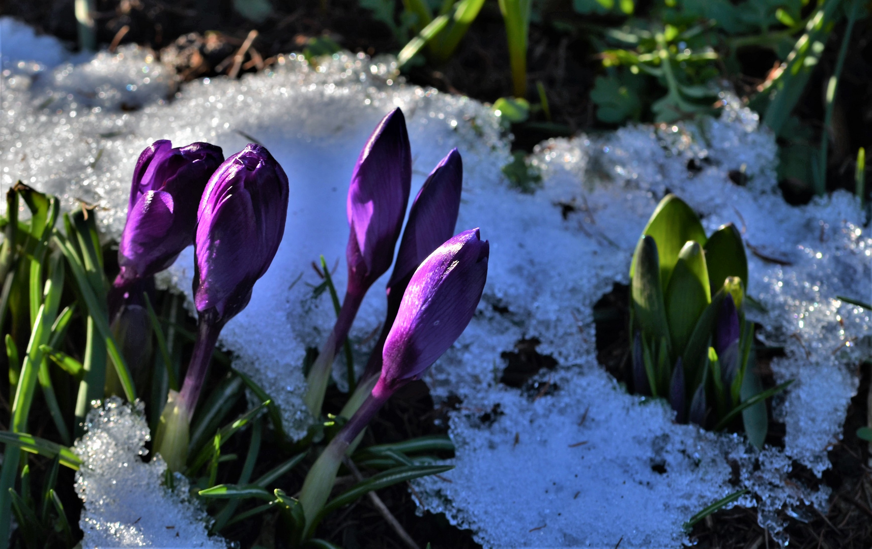 Gestern verschwand der letzte Schnee......