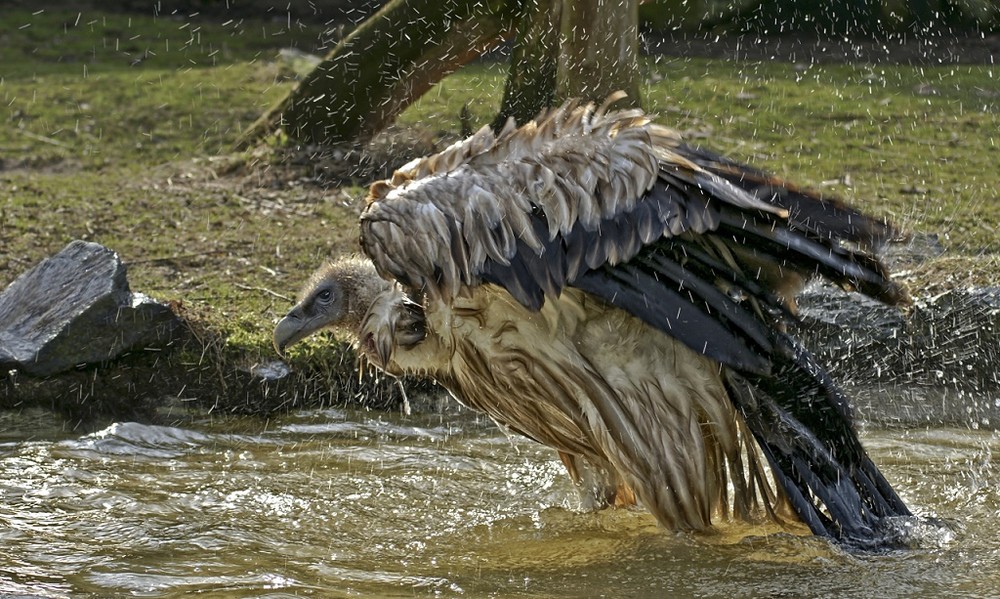 Gestern war Badetag bei den Gänsegeiern.